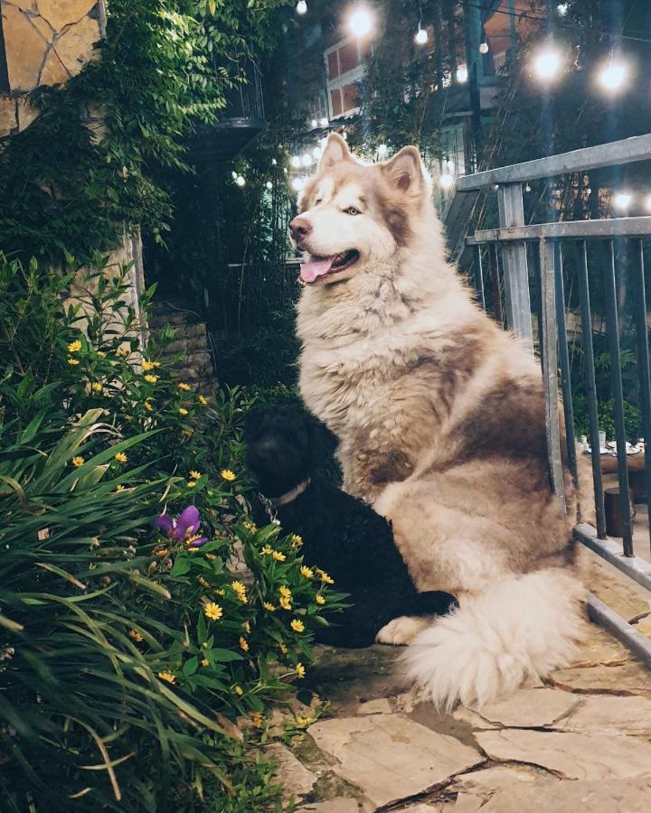 Le Vent Tam Dao Homestay ภายนอก รูปภาพ